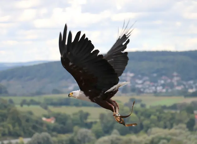 im Familienurlaub im Heilbronner Land die Greifvogelschau auf Burg Guttenberg besuchen