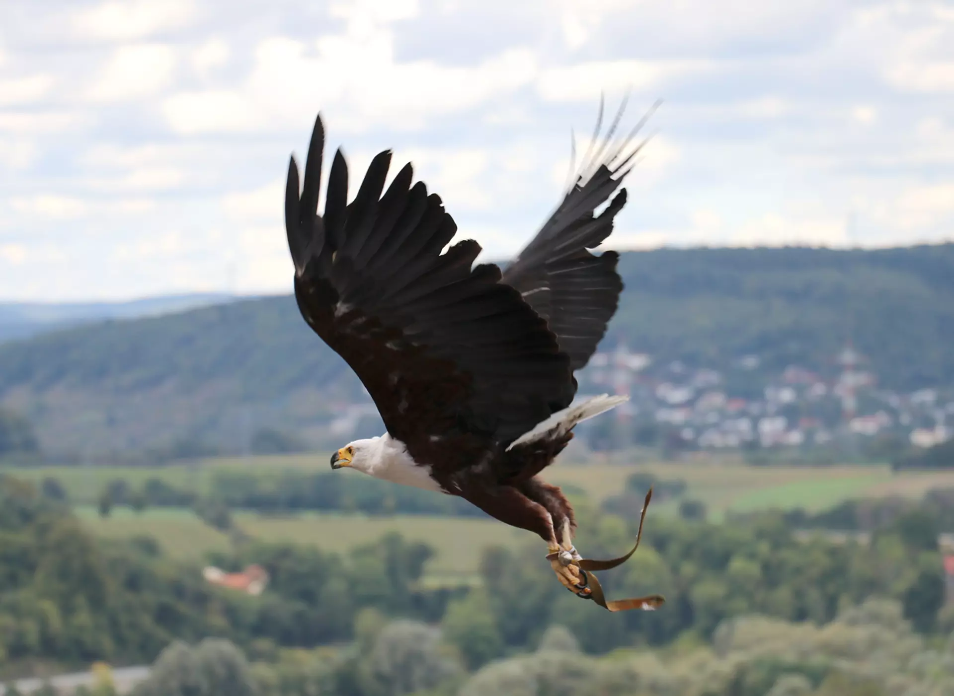 im Familienurlaub im Heilbronner Land die Greifvogelschau auf Burg Guttenberg besuchen