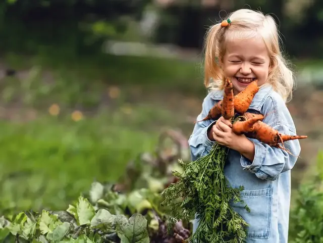 Leckeres frisches Gemüse gibt es im Urlaub auf dem Bauernhof Ein lachendes Mädchen hält frisch geerntete Karotten in den Händen während eines Urlaubs auf dem Land.