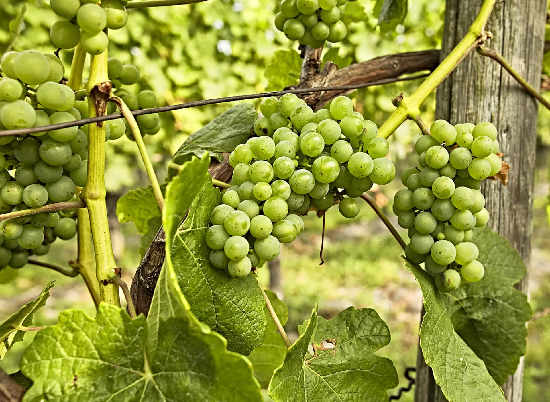 Weinstock im Fränkischen Weinland - © www.bayern.by, Gert Krautbauer im Urlaub auf dem Weingut im Fränkischen Weinland mit dem Winzer bei der Weinlese helfen oder eine Weinbergführung machen