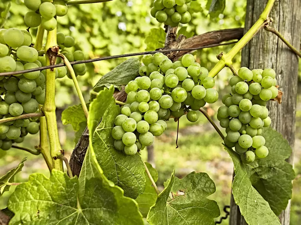 Weinstock im Fränkischen Weinland - © www.bayern.by, Gert Krautbauer im Urlaub auf dem Weingut im Fränkischen Weinland mit dem Winzer bei der Weinlese helfen oder eine Weinbergführung machen
