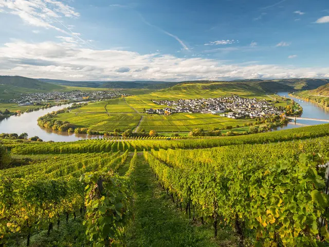 Urlaub auf dem Weingut - Moselschleife bei Leiwen in der Weinanbauregion Mosel-Saar 