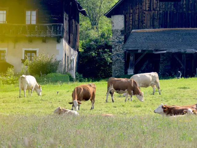 Kühe vor einem traditionellen Hof in Kärnten - © Jogerken, AdobeStock Kühe auf einer Weide vor einem traditionellen Bauernhof in Kärnten – Urlaub auf dem Land in Österreich.