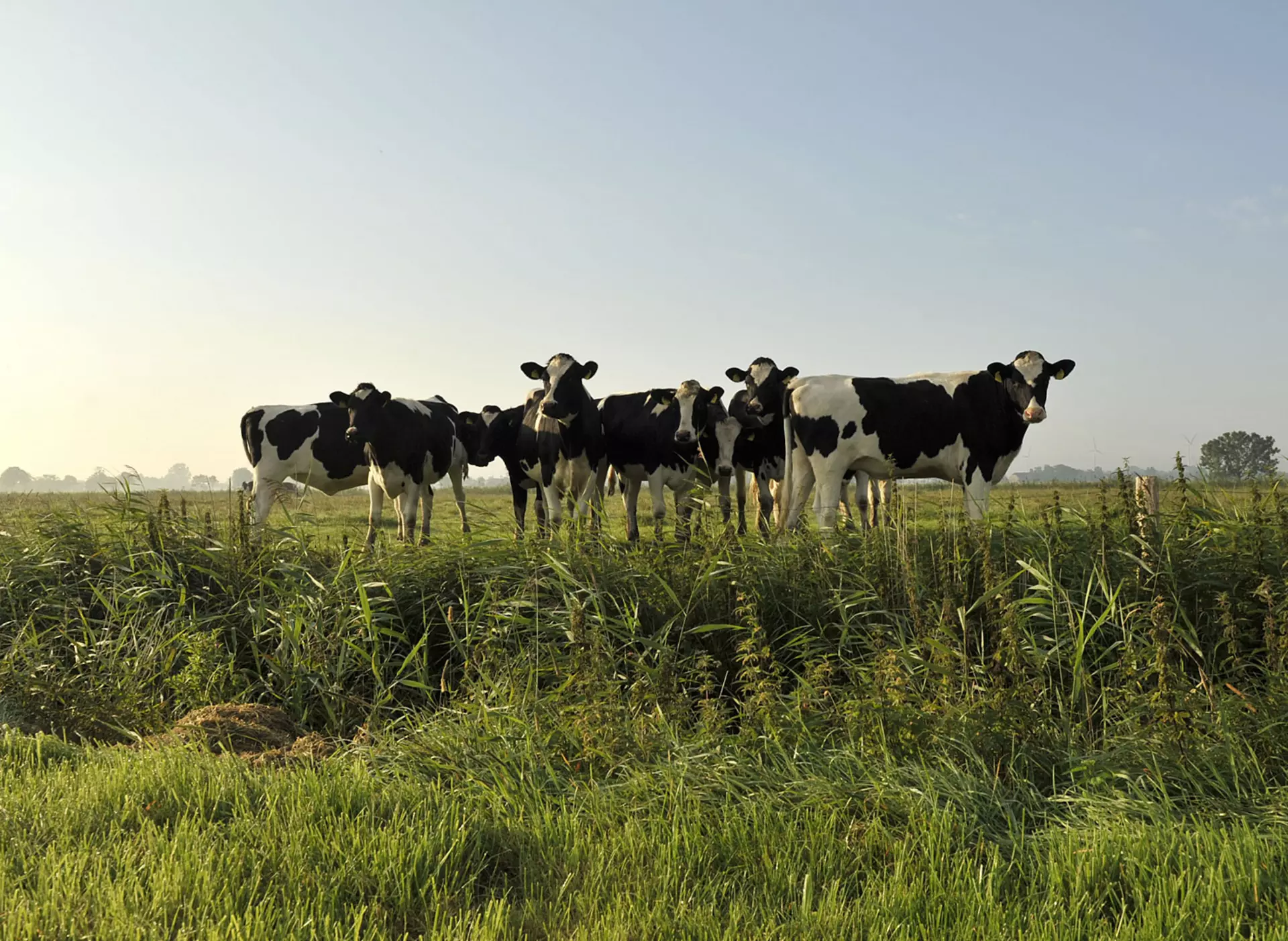 Urlaub auf dem Biobauernhof: Kühe auf der Weide beobachten