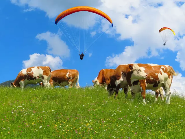 im Urlaub auf dem Bauernhof in der Rhön Kühe auf der Weide und Paragleiter beobachten