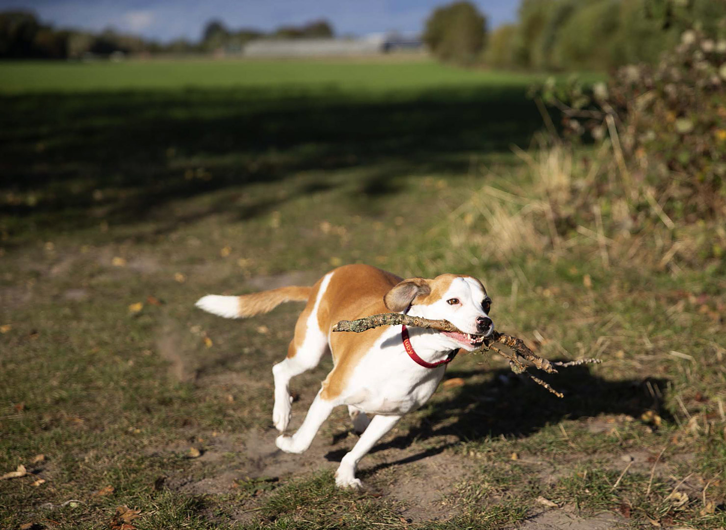 Urlaub mit Hund zwischen Ostsee und Nordsee in SchleswigHolstein