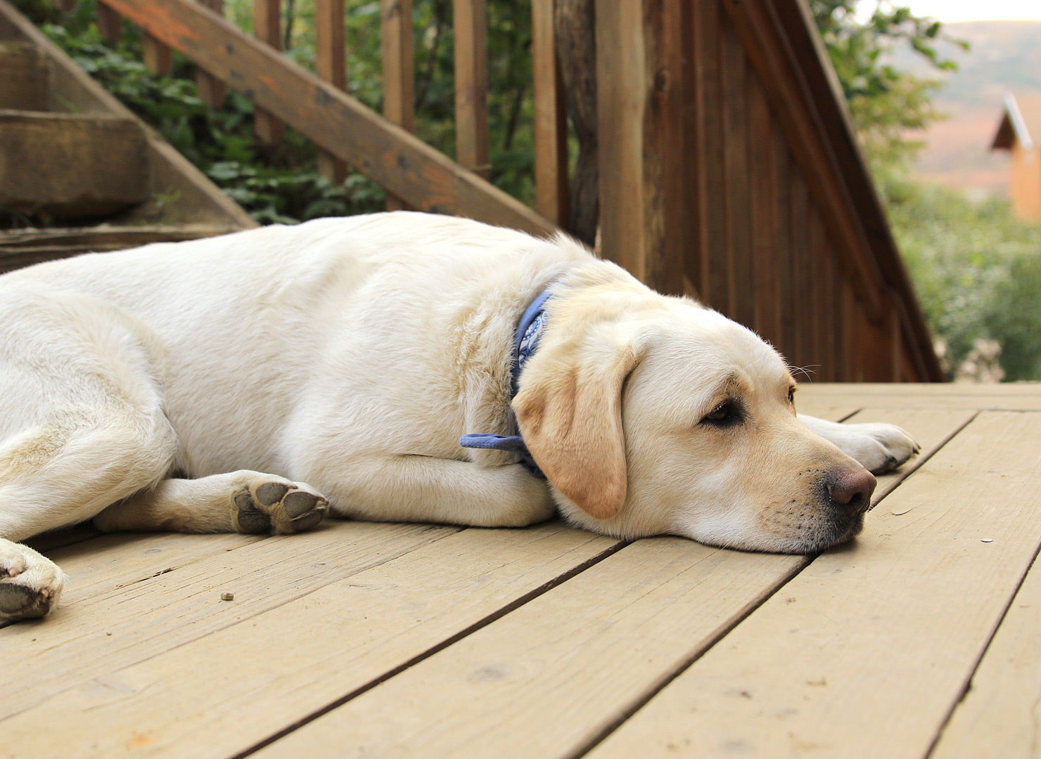 Urlaub mit Hund in Thüringen Hundeurlaub in Ferienwohnung, Ferienhaus