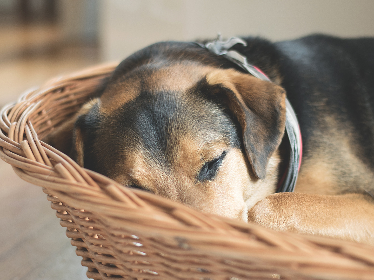 urlaub mit hund thüringen