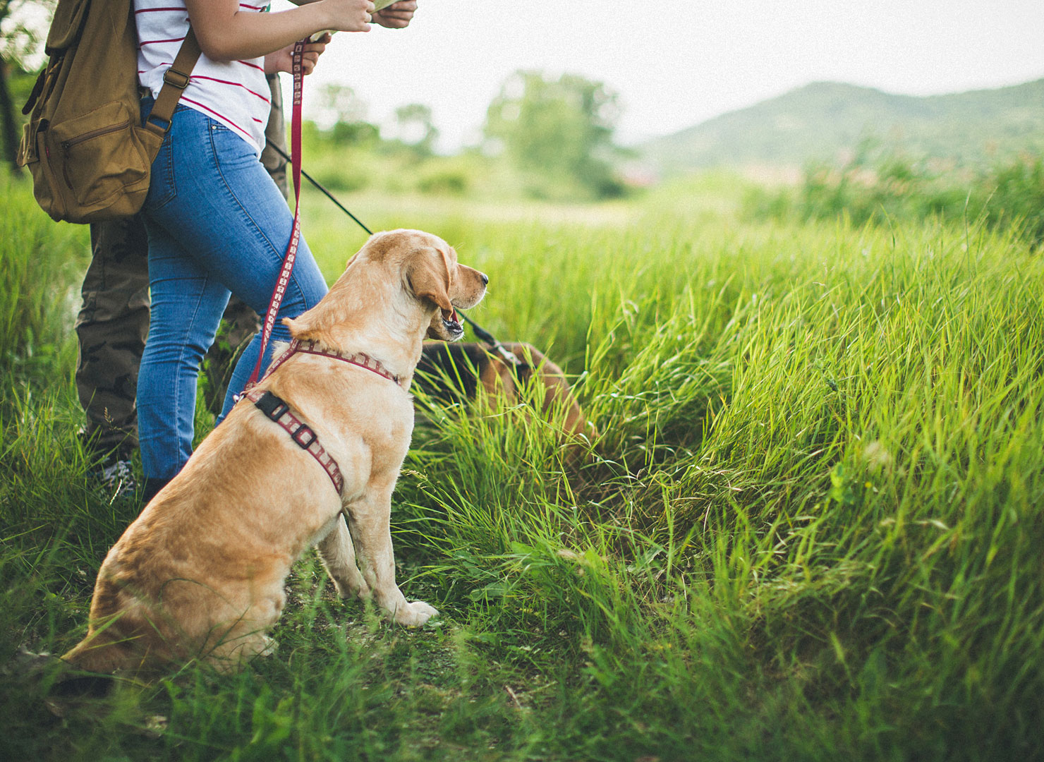 Urlaub mit Hund in Thüringen Hundeurlaub in Ferienwohnung, Ferienhaus