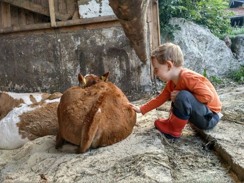 Kälbchen streicheln ist einfach toll... Kälbchen streicheln ist einfach toll...
