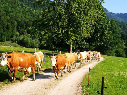 Unsere Mädls auf dem Weg zur Weide Unsere Mädls auf dem Weg zur Weide