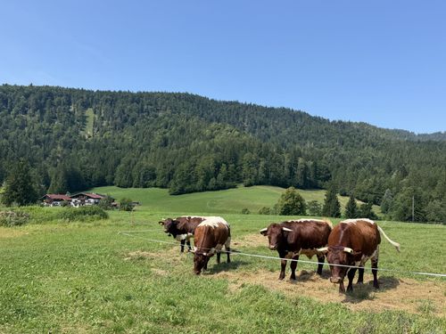 Kuh2