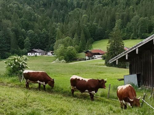 Unsere WeidekÃ¼he im Sommer