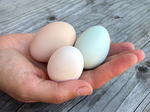 eier