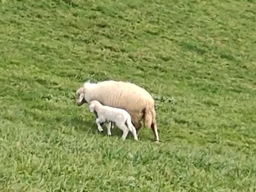 Schafe auf der Sommerweide