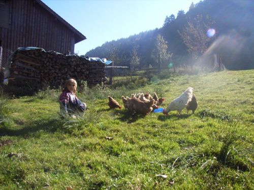 glückliche Hühner glückliche Hühner