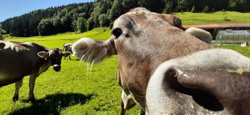 neugierige Kuh neugierige Kuh