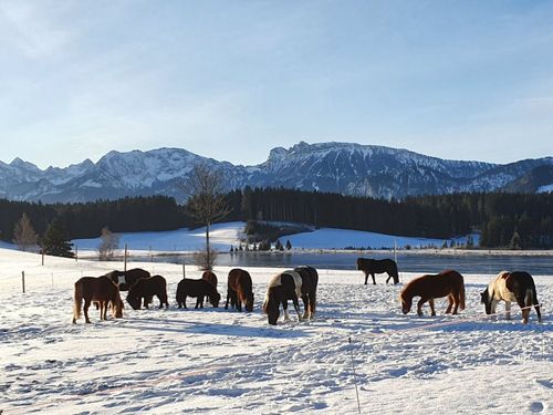 Highlight unserer Ponys