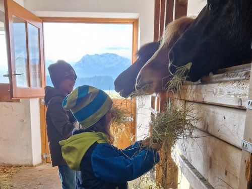 Das liebe unsere Ponys wenn Kinder Heu füttern