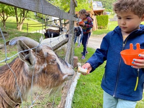 Hansi wird gefüttert Hansi wird gefüttert