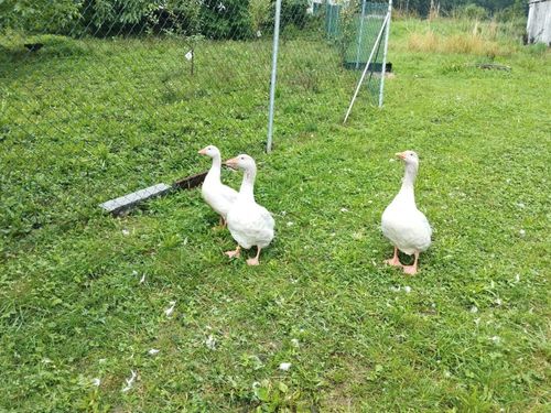 Oscar und Frieda mit Nachwuchs Oscar und Frieda mit Nachwuchs