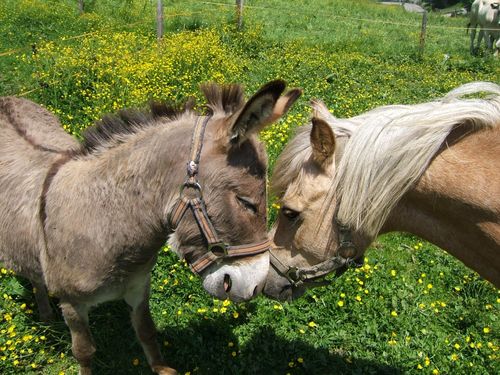 Pony und Esel