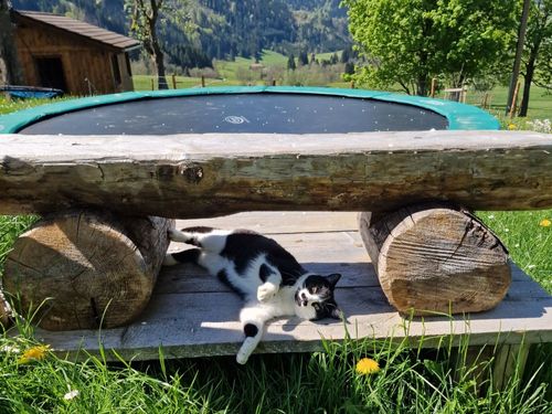 Überwachung beim Trampolin Überwachung beim Trampolin