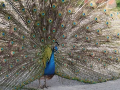 unser Pfau unser Pfau