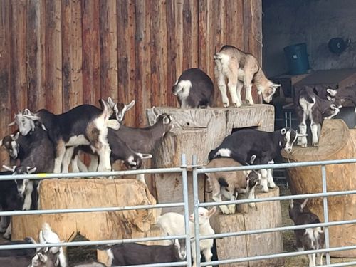 Zicklein lieben es zu klettern Zicklein lieben es zu klettern