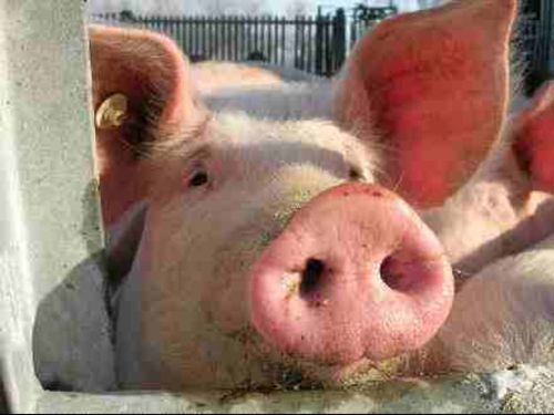 schwein schwein