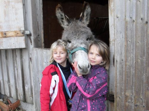 Esel Otto, der Star am Hof