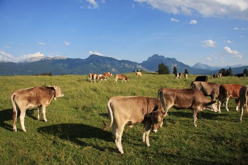 Unser Jungvieh Unser Jungvieh