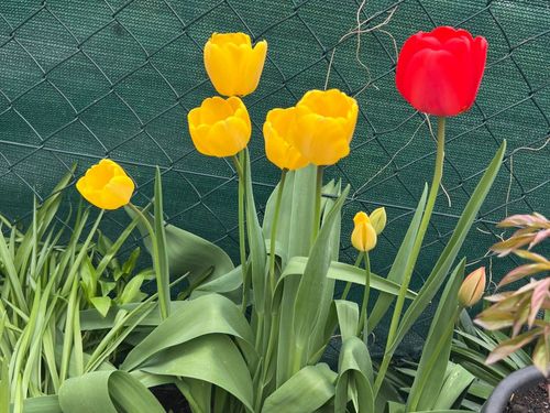 leuchtende Frühjahrsblumen