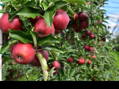 Unsere Ernte