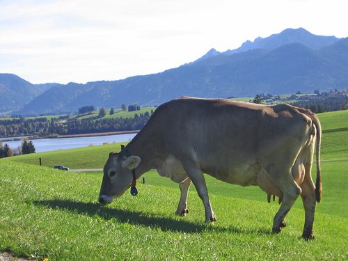 Unsere KÃ¼he auf der Wiese