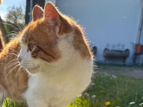 Katze