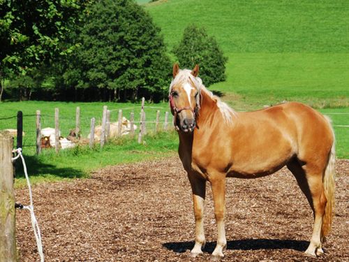 unserhaflinger-pferd unserhaflinger-pferd