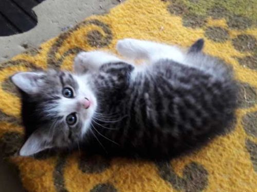 katzenbabysgibtsoftbeiuns katzenbabysgibtsoftbeiuns