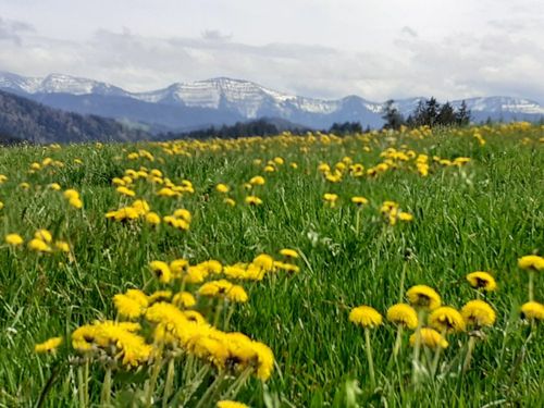 herrlicher Bergblick
