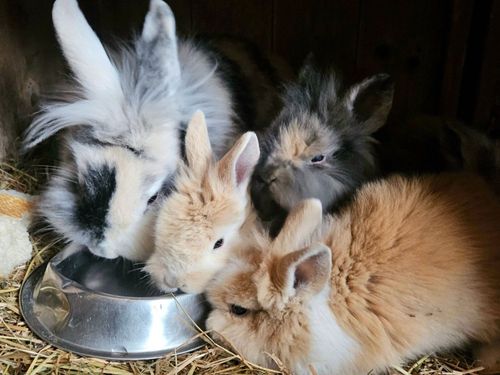 Unsere süßen Zwergkaninchen mit Nachwuchs Unsere süßen Zwergkaninchen mit Nachwuchs