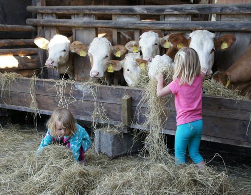 Kinder und Kälber Kinder und Kälber