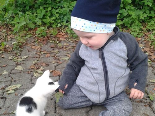 Katzen streicheln Katzen streicheln