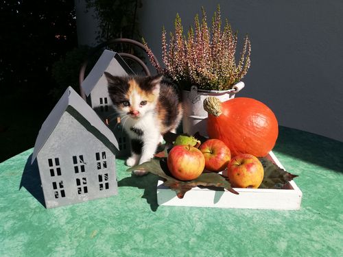 Herbst
