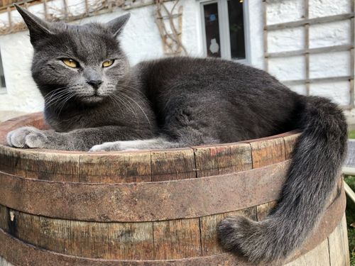 Katze Tina Katze Tina