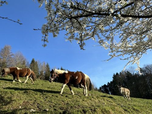 Pony s auf der Weide Pony s auf der Weide