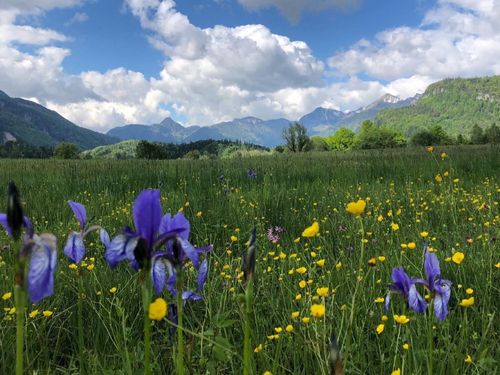 Schwertlilienblüte Schwertlilienblüte