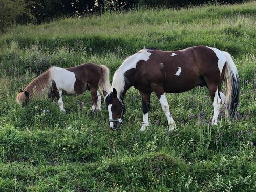 Pony s auf der Weide Pony s auf der Weide