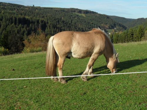 Pferd Ingo mit Blick ins Grümpeltal Pferd Ingo mit Blick ins Grümpeltal