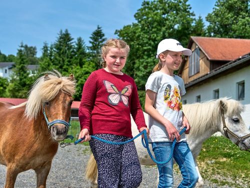Ponys auf die Koppel führen Ponys auf die Koppel führen