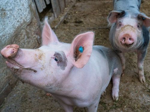 hungrige Schweine hungrige Schweine
